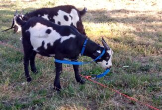 Herding: Leash Training Goats and Other Hands-On Techniques
